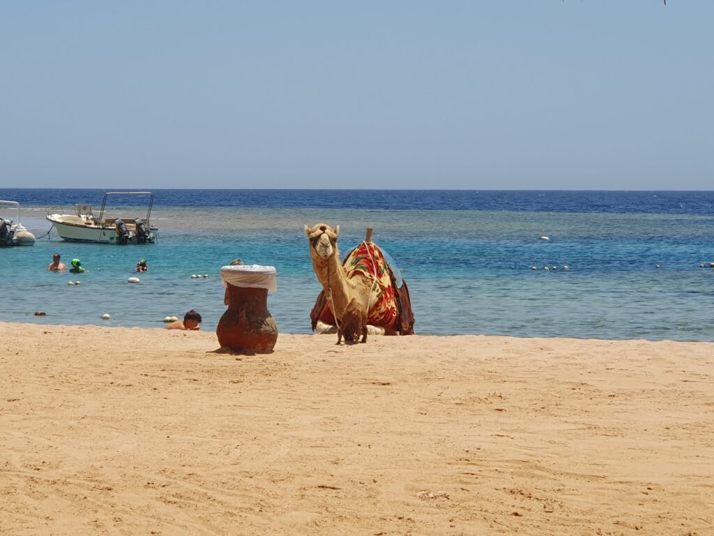 Sharm El Naga Reserve By Bus