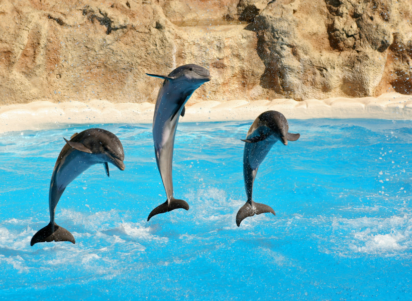 Show With Dolphins