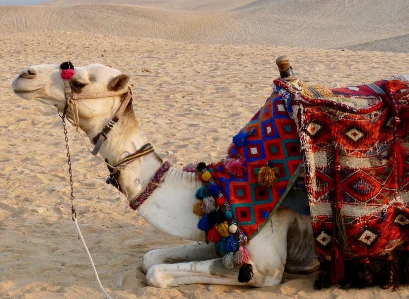 Safari Camel Ride