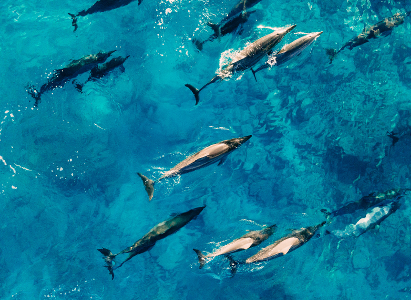 House Of Dolphins By Boat