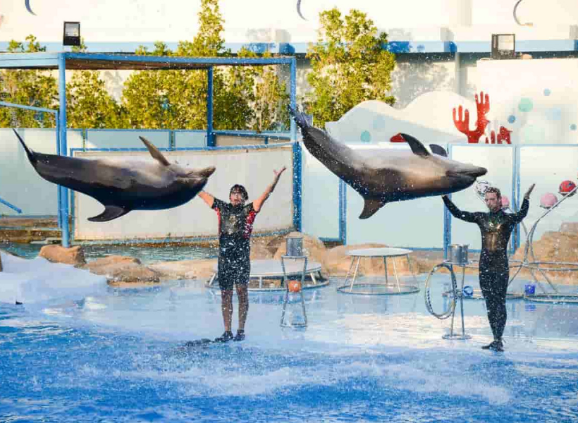 Show With Dolphins