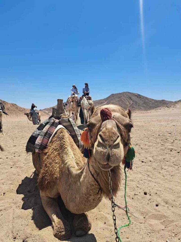 SAFARI CAMEL RIDE