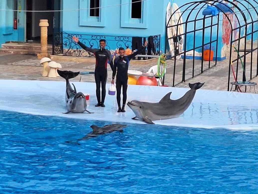 DOLPHIN SHOW