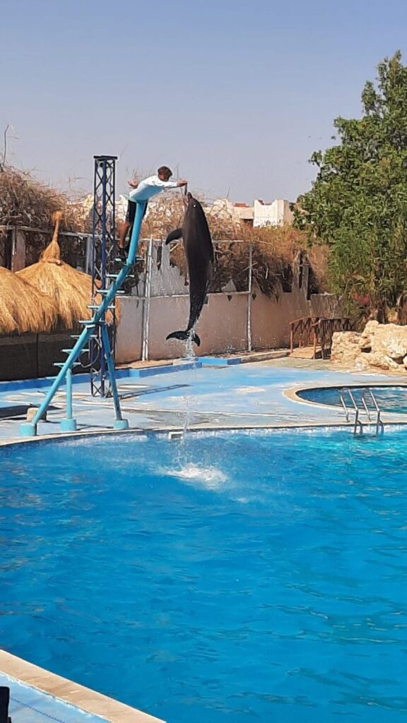 DOLPHIN SHOW