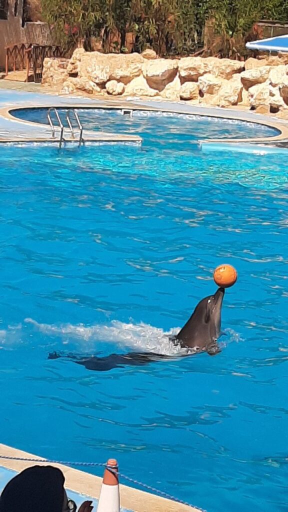 DOLPHIN SHOW