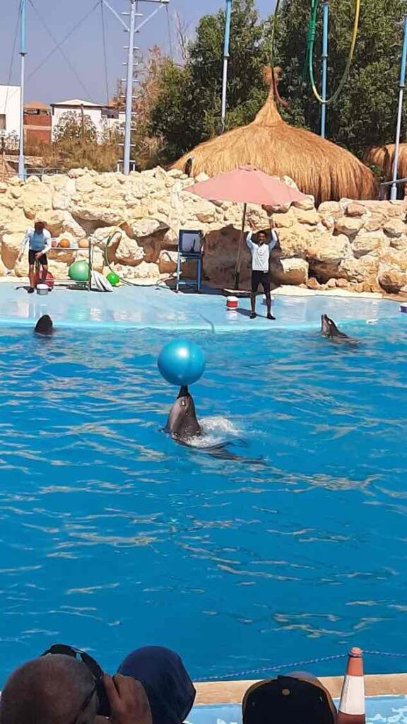 DOLPHIN SHOW