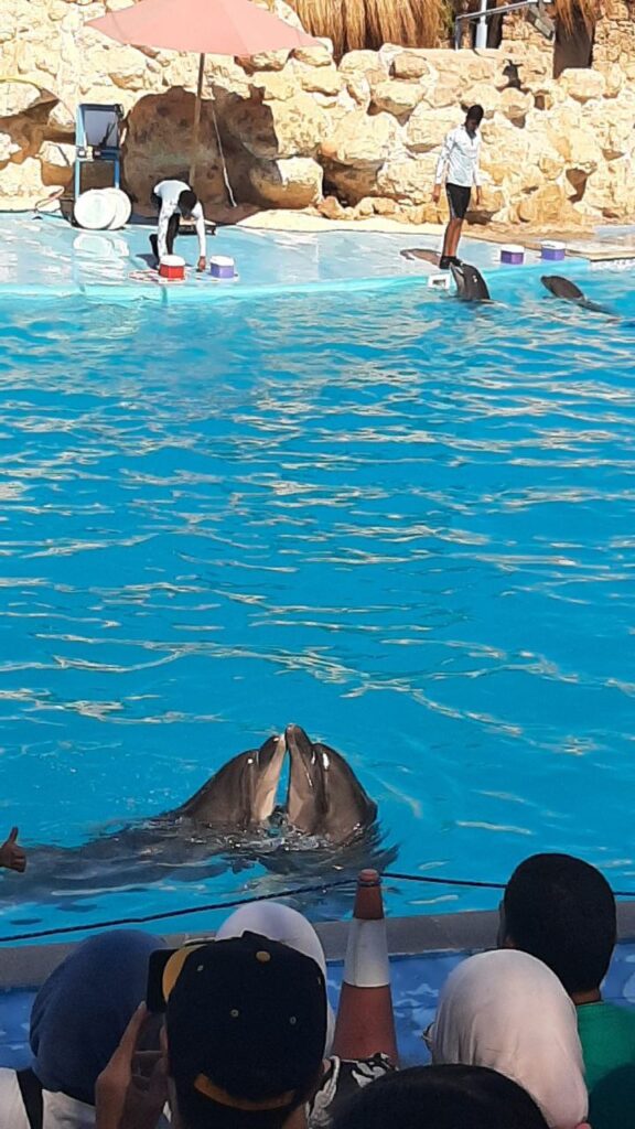 DOLPHIN SHOW