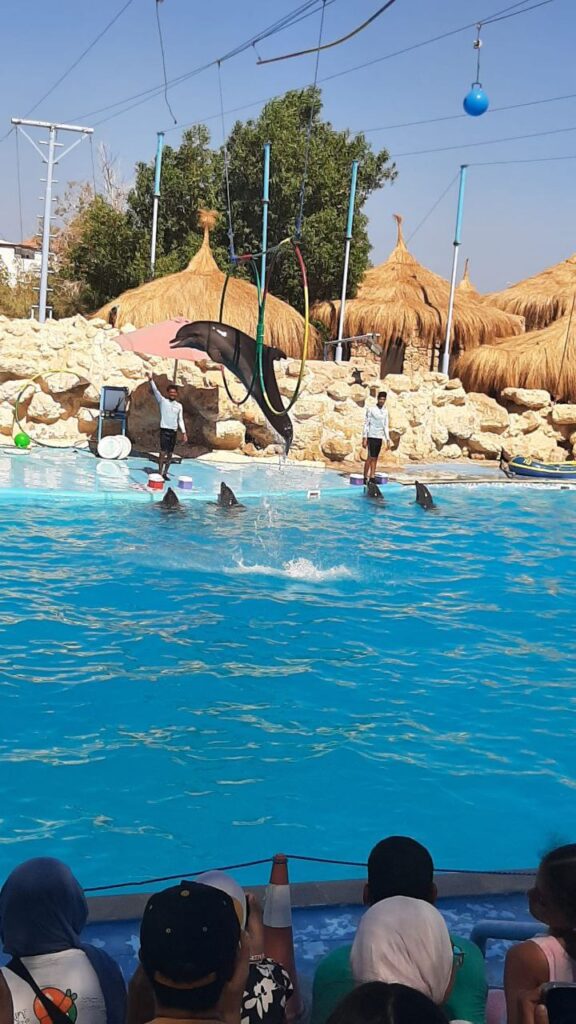 DOLPHIN SHOW