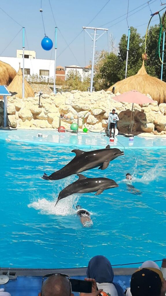 DOLPHIN SHOW