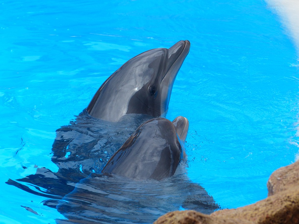 DOLPHIN SHOW