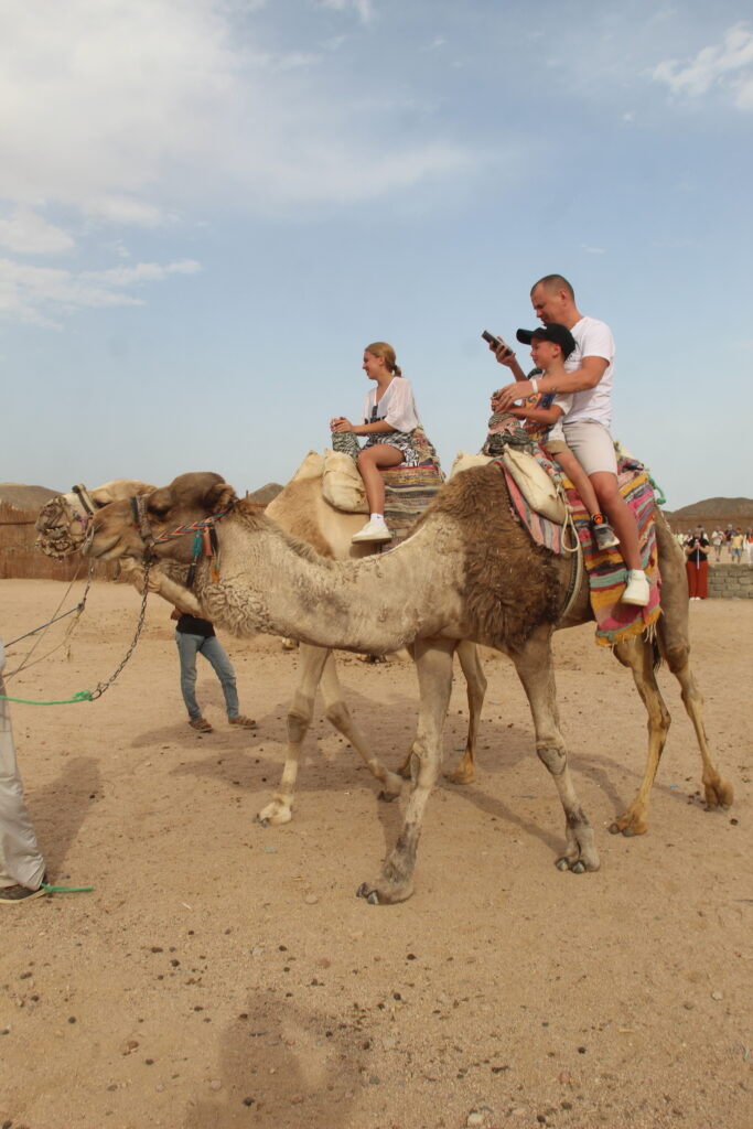 Safari Camel Ride