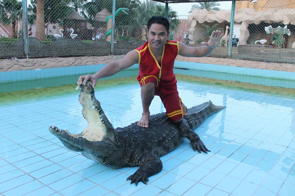 Crocodile Show