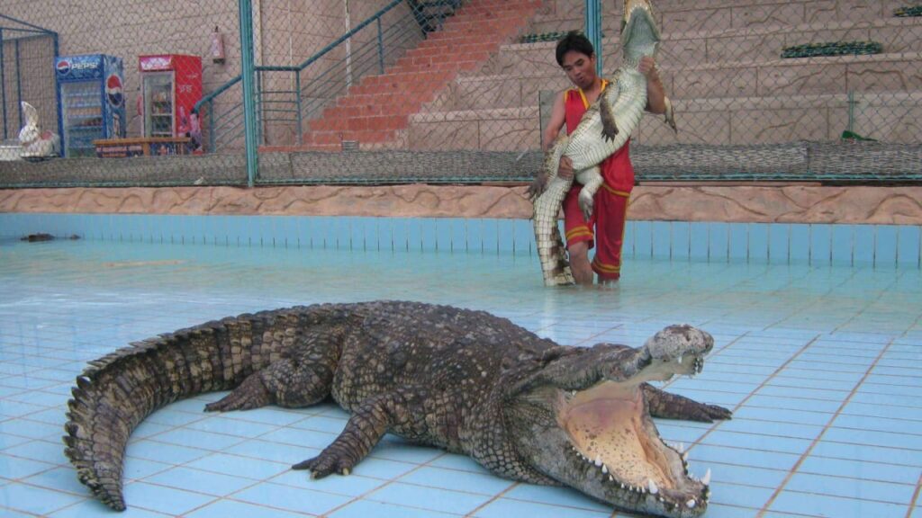 Crocodile Show