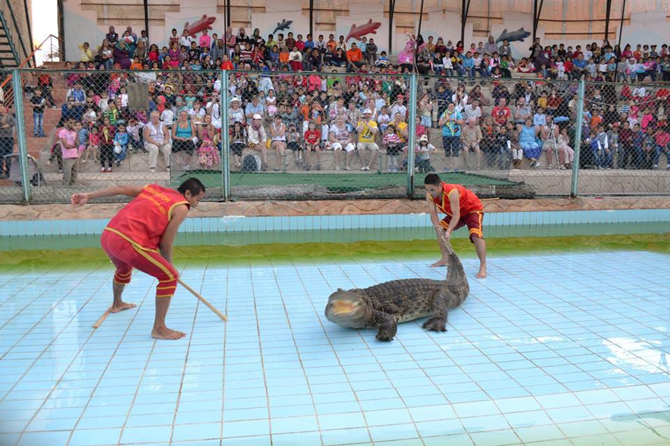 Crocodile Show