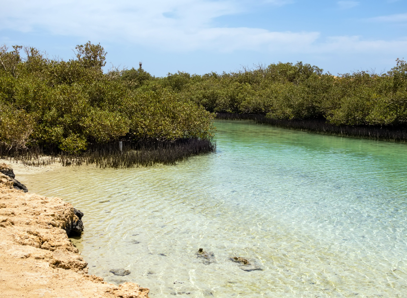 Ras Mohammed National Park By Bus + Snorkeling