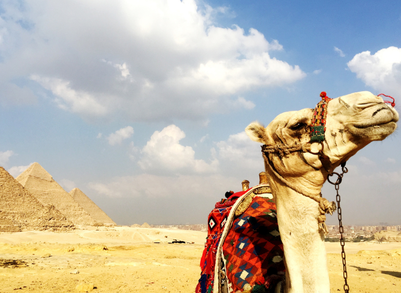 Safari Camel Ride