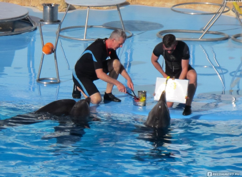 Show With Dolphins