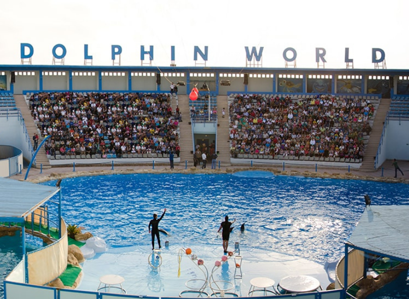 Show With Dolphins