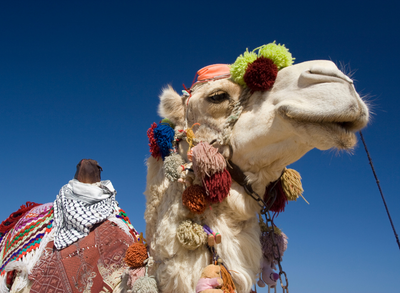 Safari Camel Ride