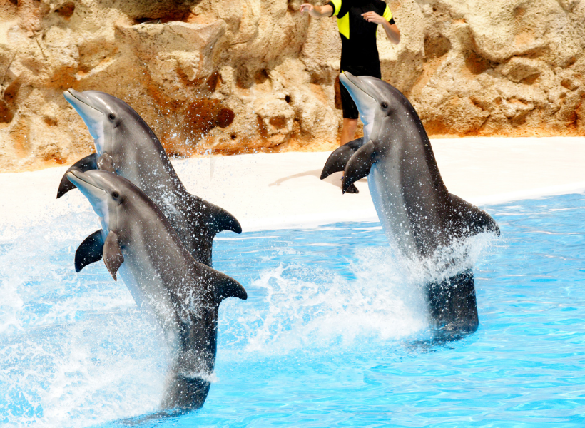 Show With Dolphins