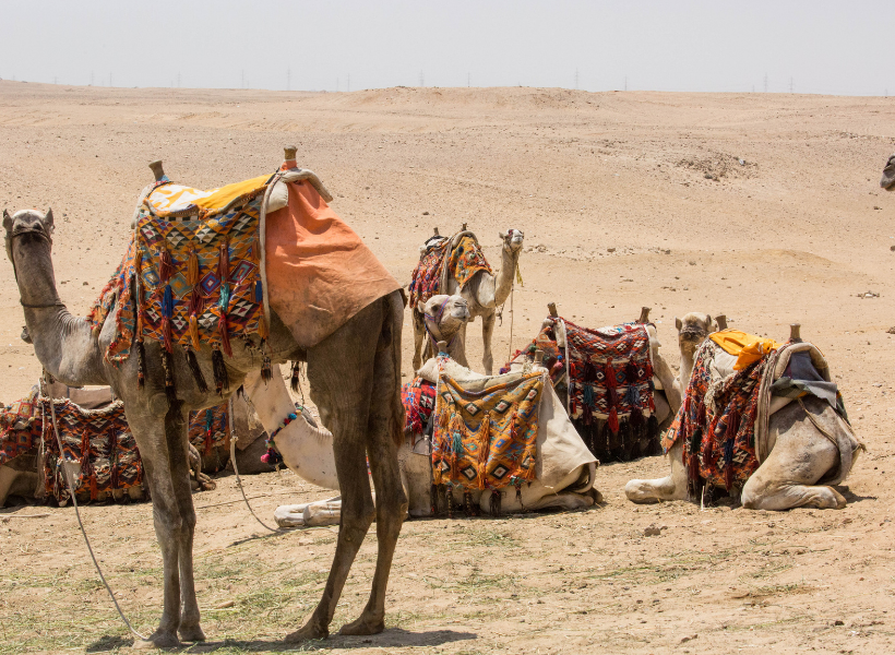 Safari-Camel-Ride