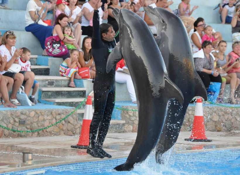 Show With Dolphins