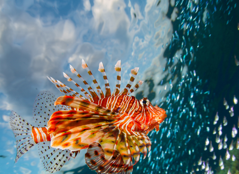 Glass Bottom Boat