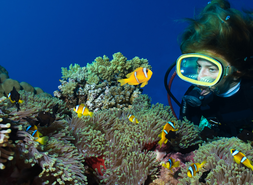 Diving From The Shore