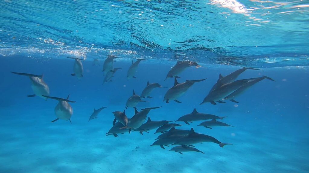 SATAYA DOLPHIN REEF BY BOAT