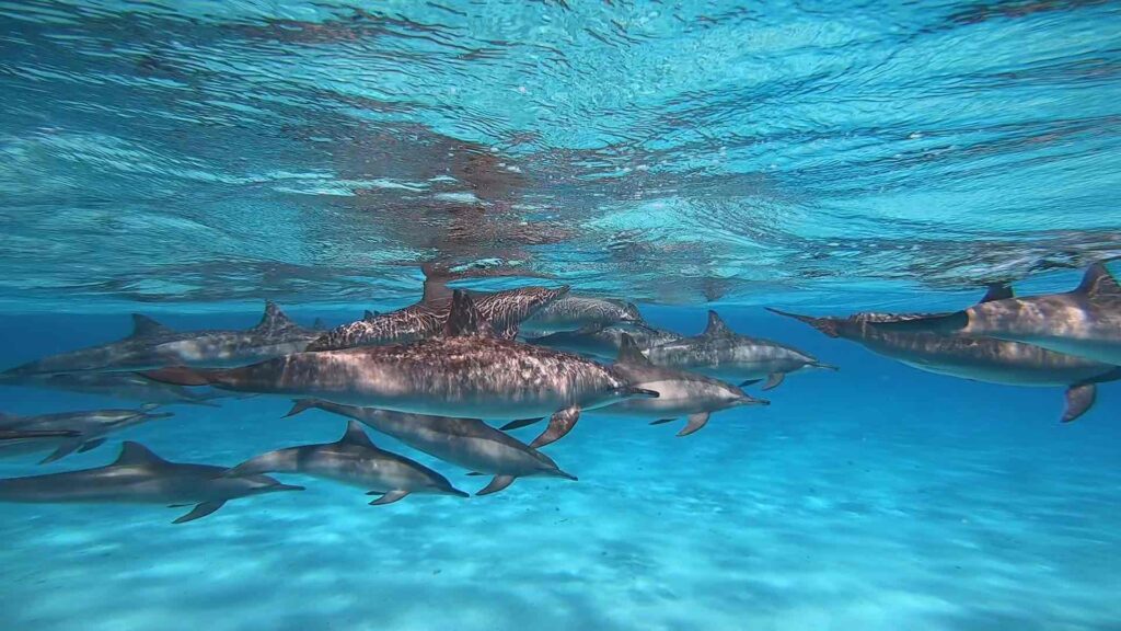 SATAYA DOLPHIN REEF BY BOAT