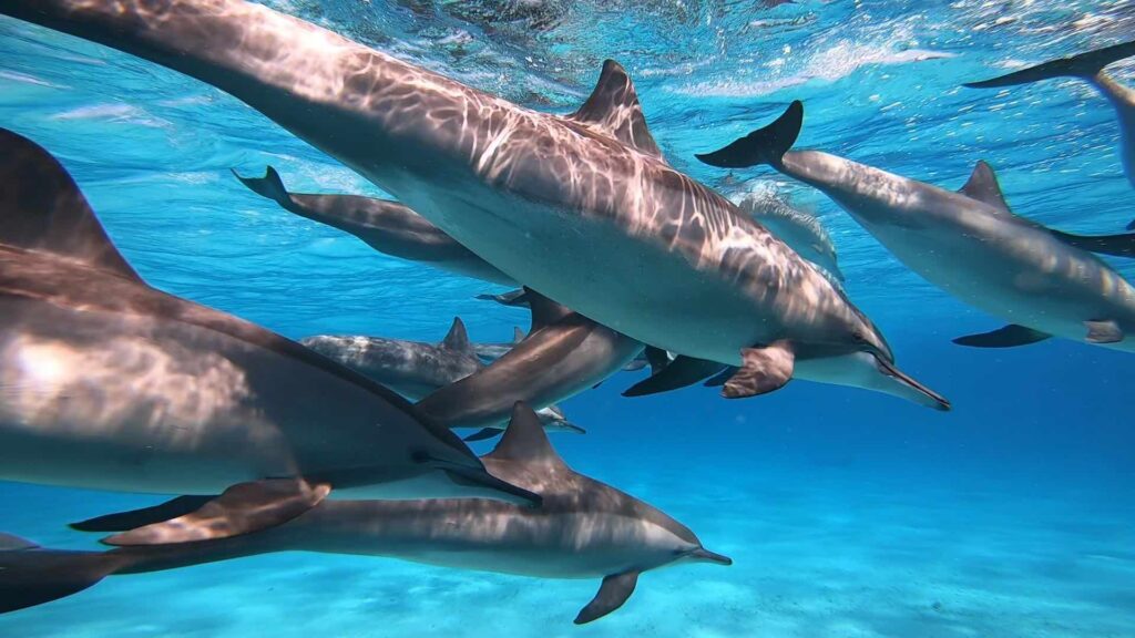 SATAYA DOLPHIN REEF BY BOAT