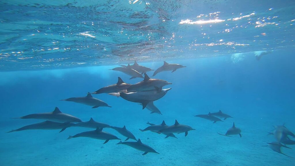 SATAYA DOLPHIN REEF BY BOAT