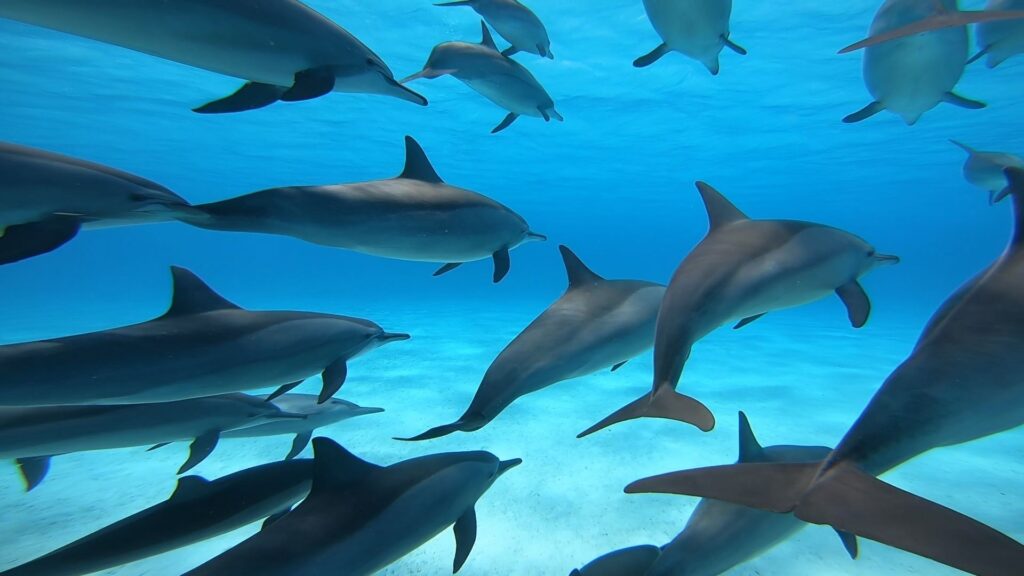 SATAYA DOLPHIN REEF BY BOAT