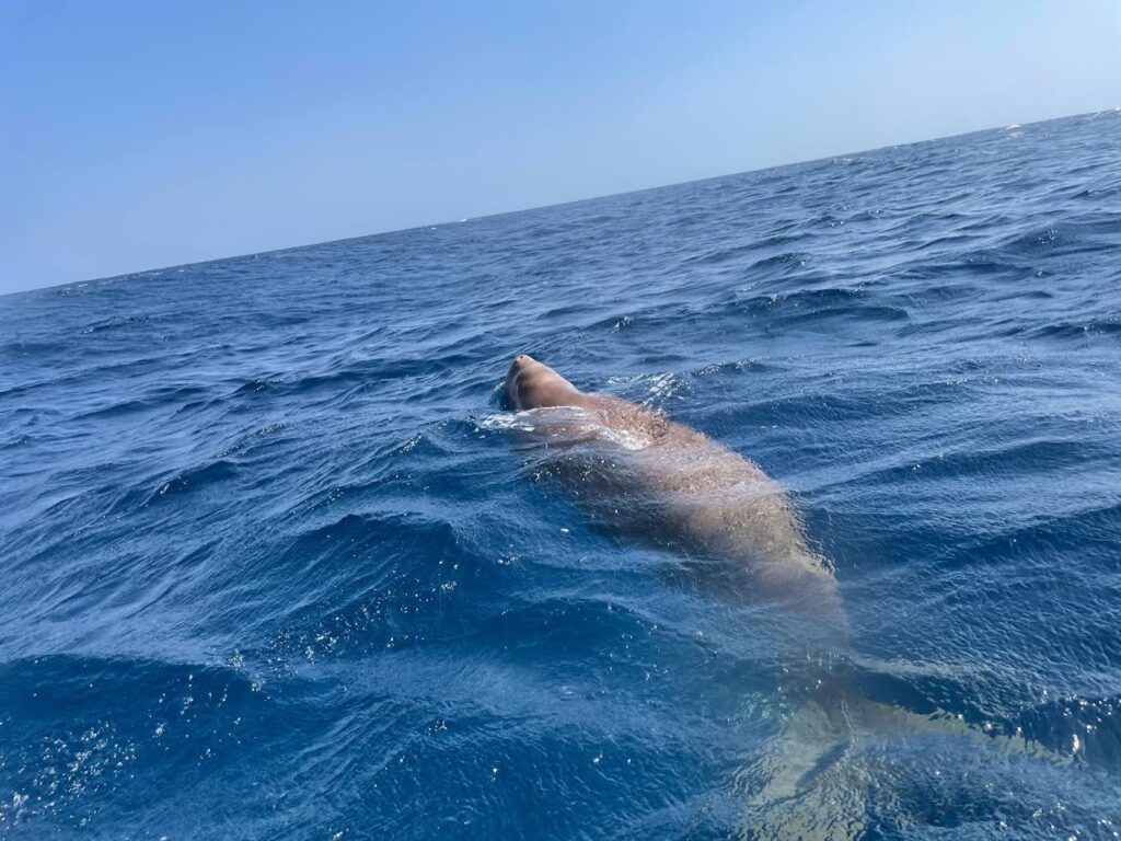 MARSA BAY MUBARAK BY BOAT