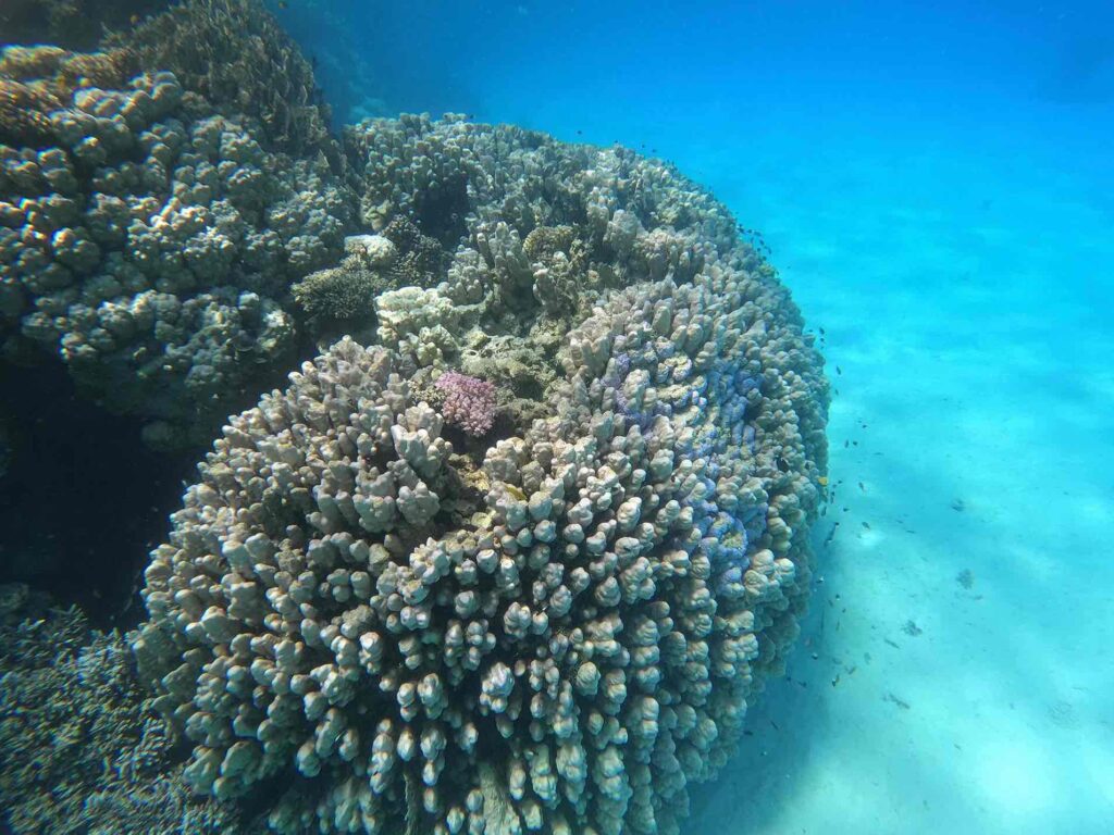 SATAYA DOLPHIN REEF BY BOAT