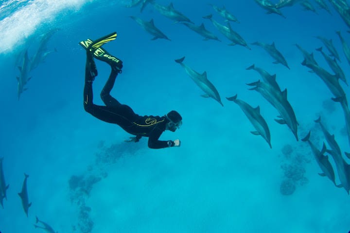 SATAYA DOLPHIN REEF BY BOAT