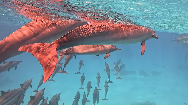 SATAYA DOLPHIN REEF BY BOAT