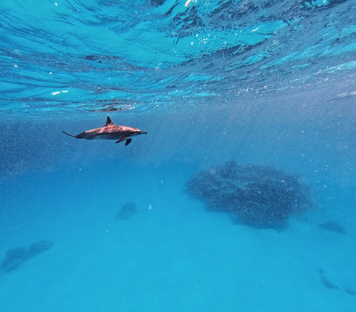 SATAYA DOLPHIN REEF BY BOAT