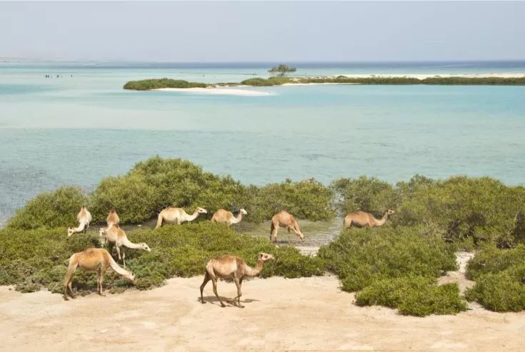 NATIONAL PARK ''VALLEY OF CAMELS''