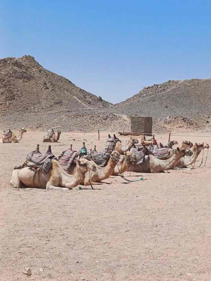 SAFARI CAMEL RIDE