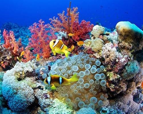 CORAL GARDEN BY BOAT