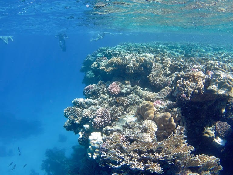 CORAL GARDEN BY BOAT