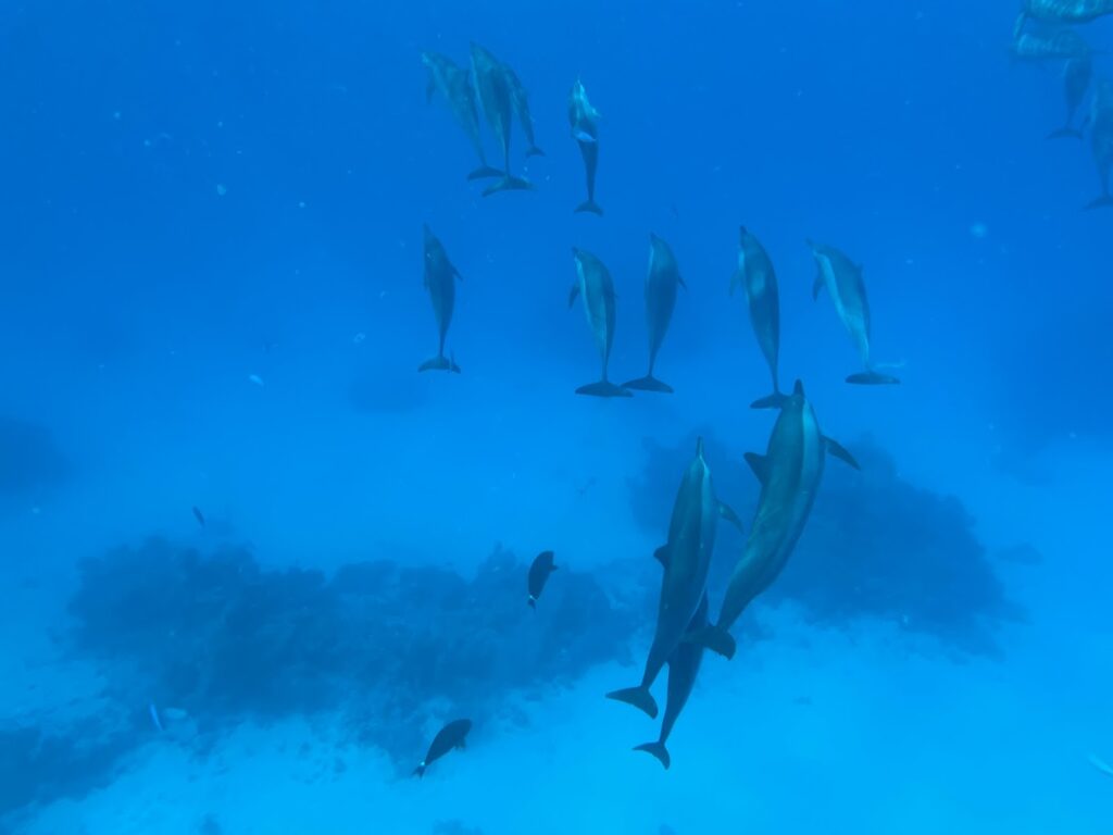 DOLPHIN HOUSE BY BOAT