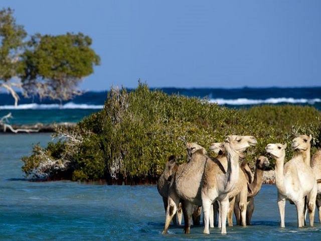 NATIONAL PARK ''VALLEY OF CAMELS''