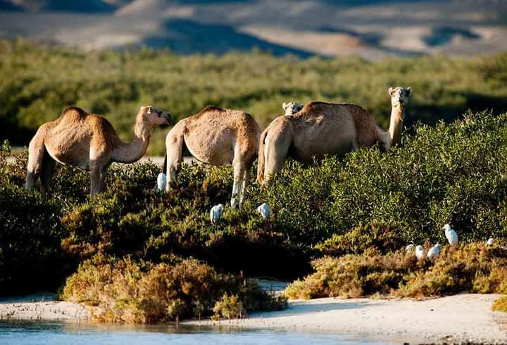 NATIONAL PARK ''VALLEY OF CAMELS''