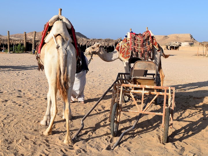 NATIONAL PARK ''VALLEY OF CAMELS''