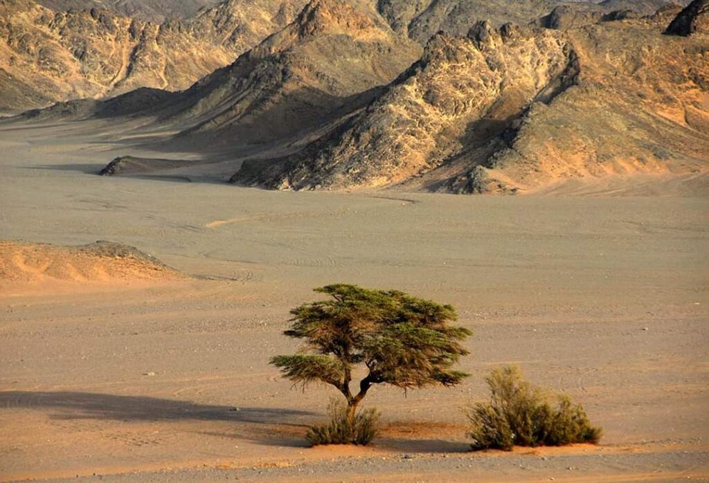 NATIONAL PARK ''VALLEY OF CAMELS''