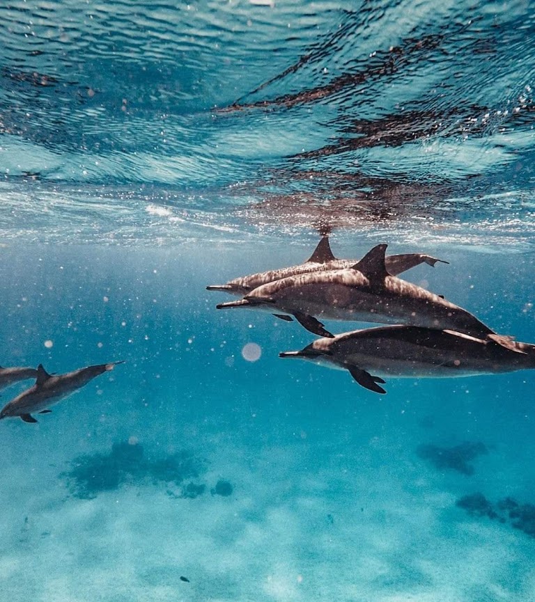 DOLPHIN HOUSE BY BOAT