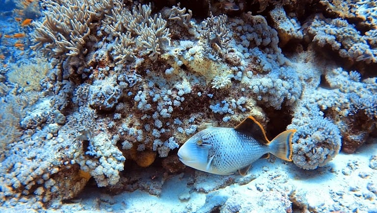 CORAL GARDEN BY BOAT