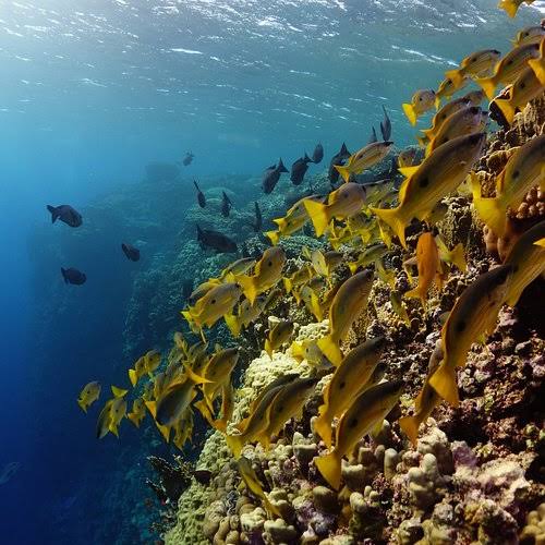 CORAL GARDEN BY BOAT